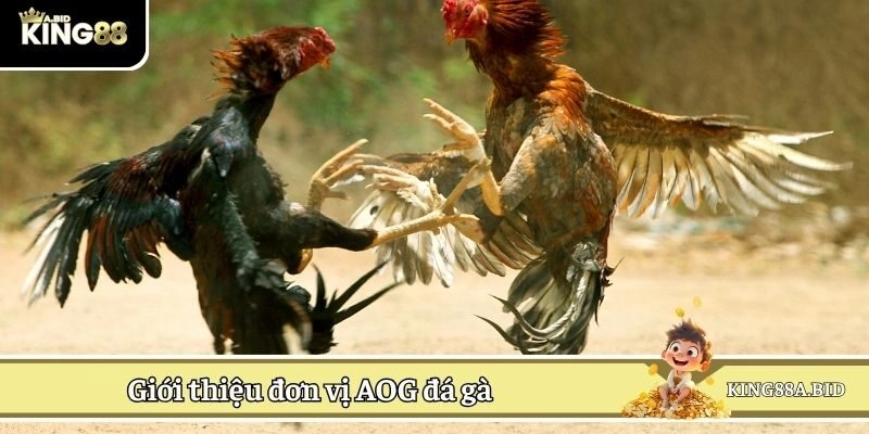 Giới thiệu đơn vị AOG đá gà