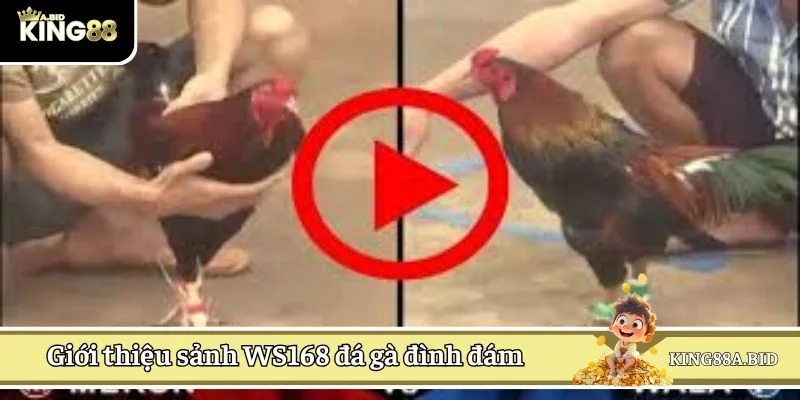 Giới thiệu sảnh WS168 đá gà đình đám
